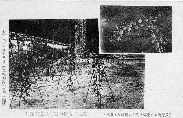 写真 No.112「兵営内空き地への植梅」