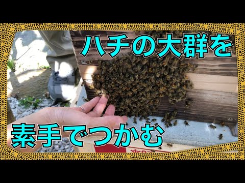 ハチの大群に素手を突っ込むという非日常 ~対馬ニホンミツバチ養蜂見学と超濃厚蜂蜜~