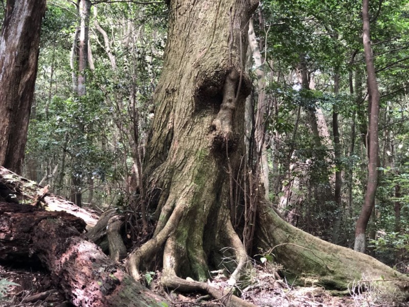 樹霊のような巨木