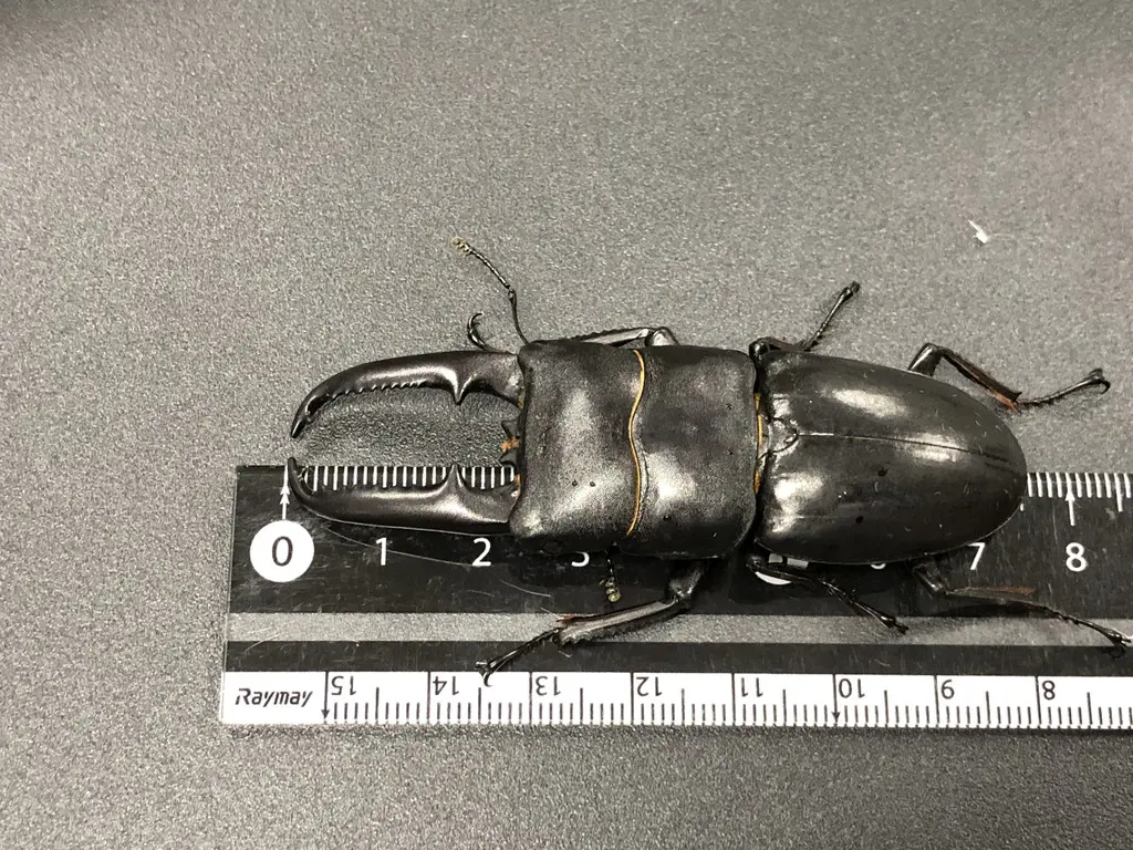 ツシマヒラタクワガタ」すごいぜ！ | エヌの世界