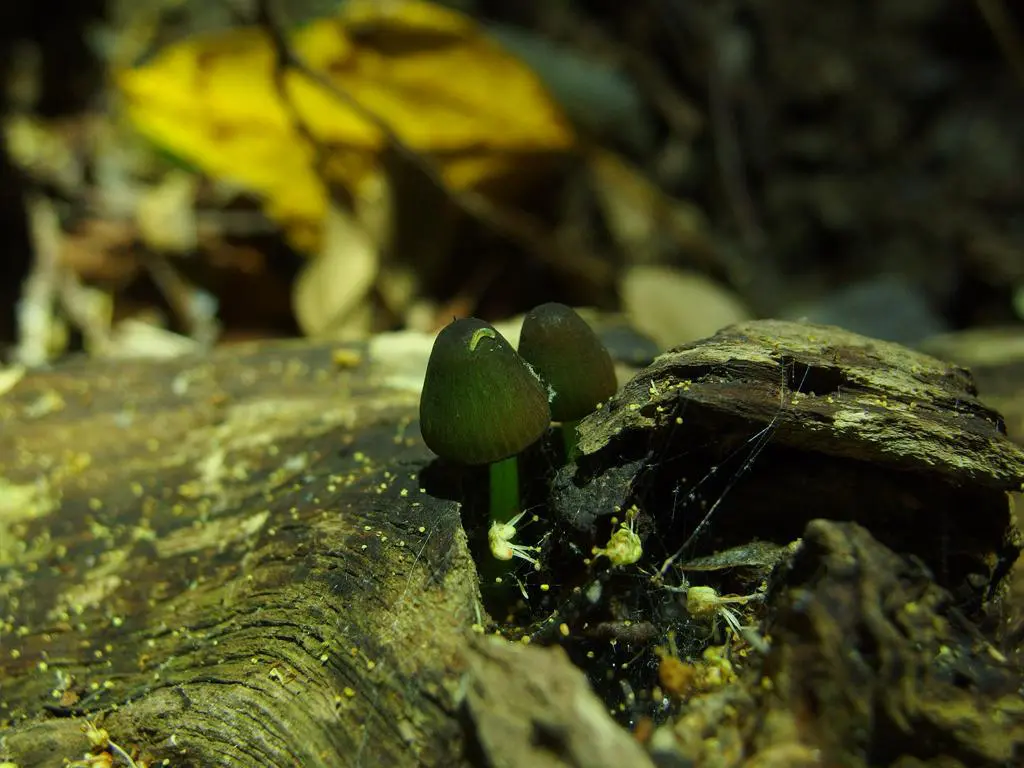 真夜中の森の宝石・シイノトモシビタケ、今年も発生しました（2025年