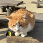 対馬楽講座の集大成!「対馬楽検定」(2/15開催)に挑戦しませんか?